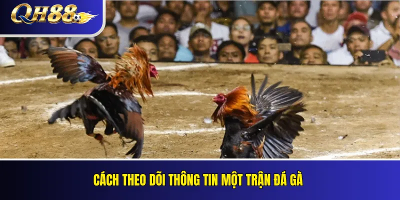 Cách theo dõi thông tin một trận đá gà
