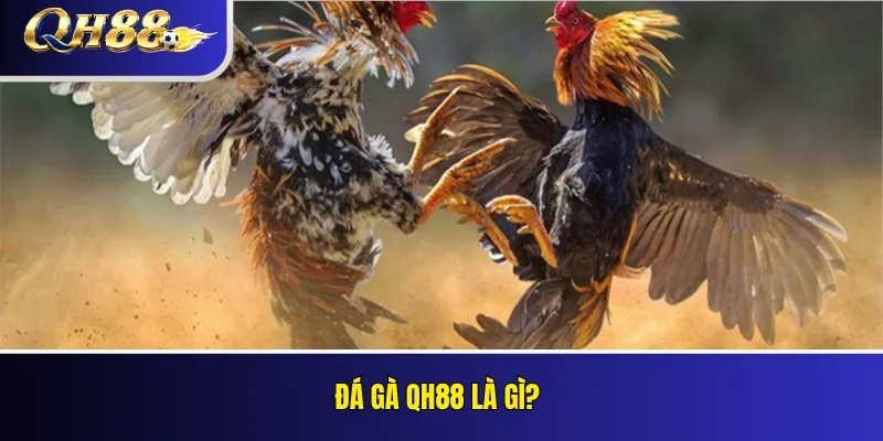 Đá gà QH88 là gì?